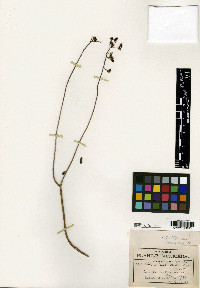 Sedum lenophylloides image