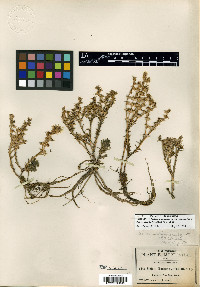 Sedum madrense image
