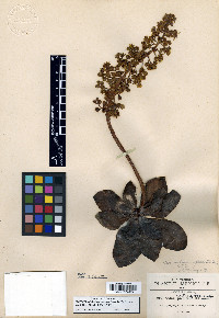 Sedum nutans image