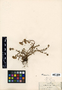 Sedum divergens image