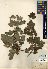 Ribes ambiguum image