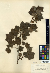 Ribes deductum image