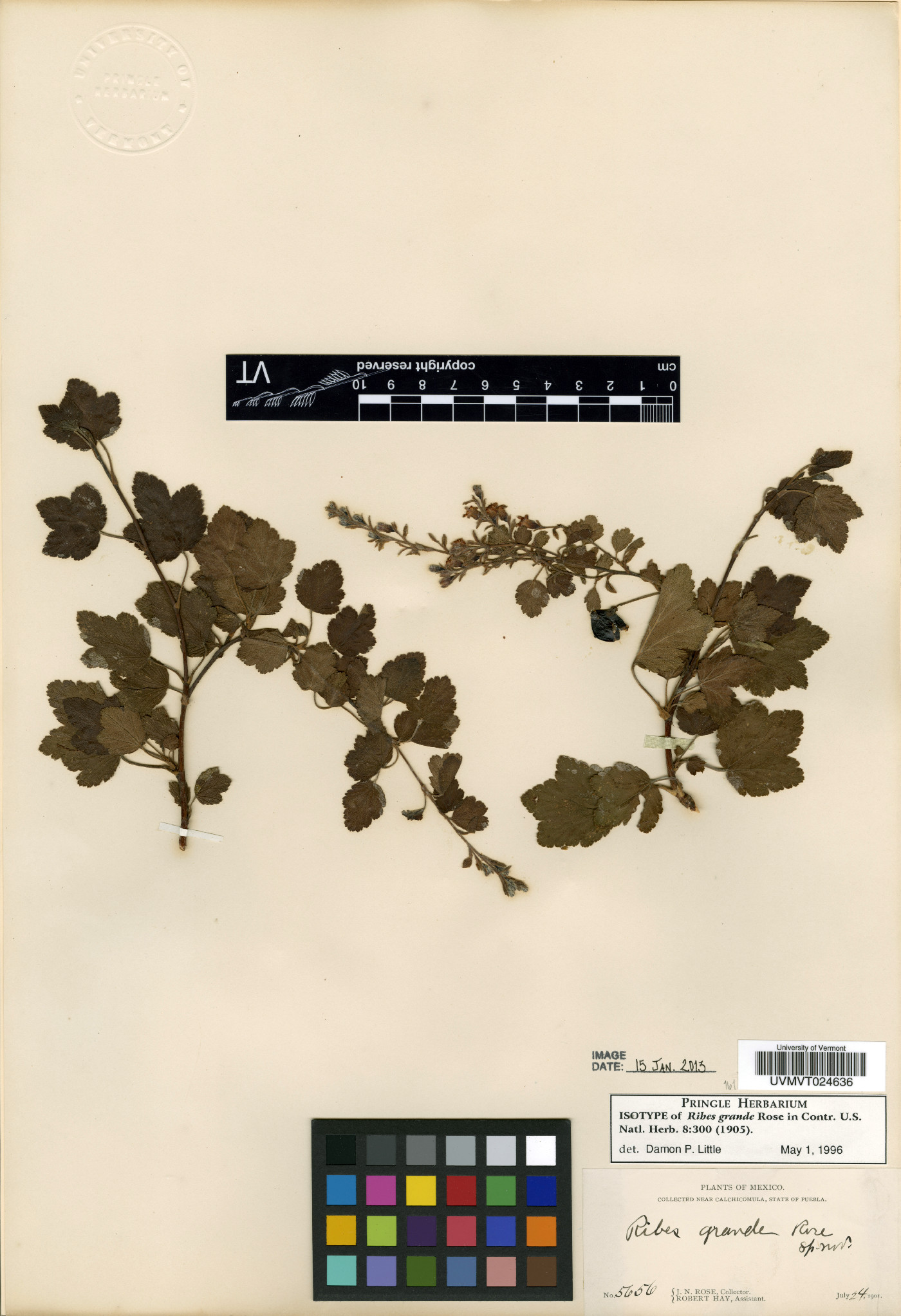 Ribes grande image