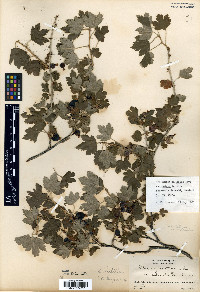 Ribes oxyacanthoides var. calcicola image