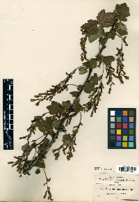 Ribes pringlei image