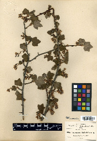 Ribes rugosum image