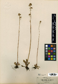 Saxifraga bracteosa image