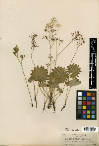 Micranthes nelsoniana subsp. nelsoniana image