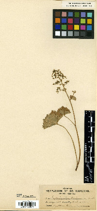 Sullivantia hapemanii image