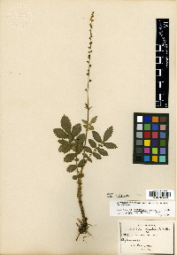 Agrimonia pringlei image