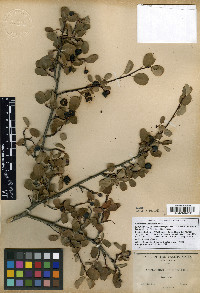 Amelanchier utahensis image