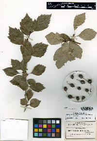 Crataegus baroussana image