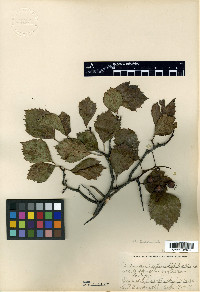 Crataegus succulenta image