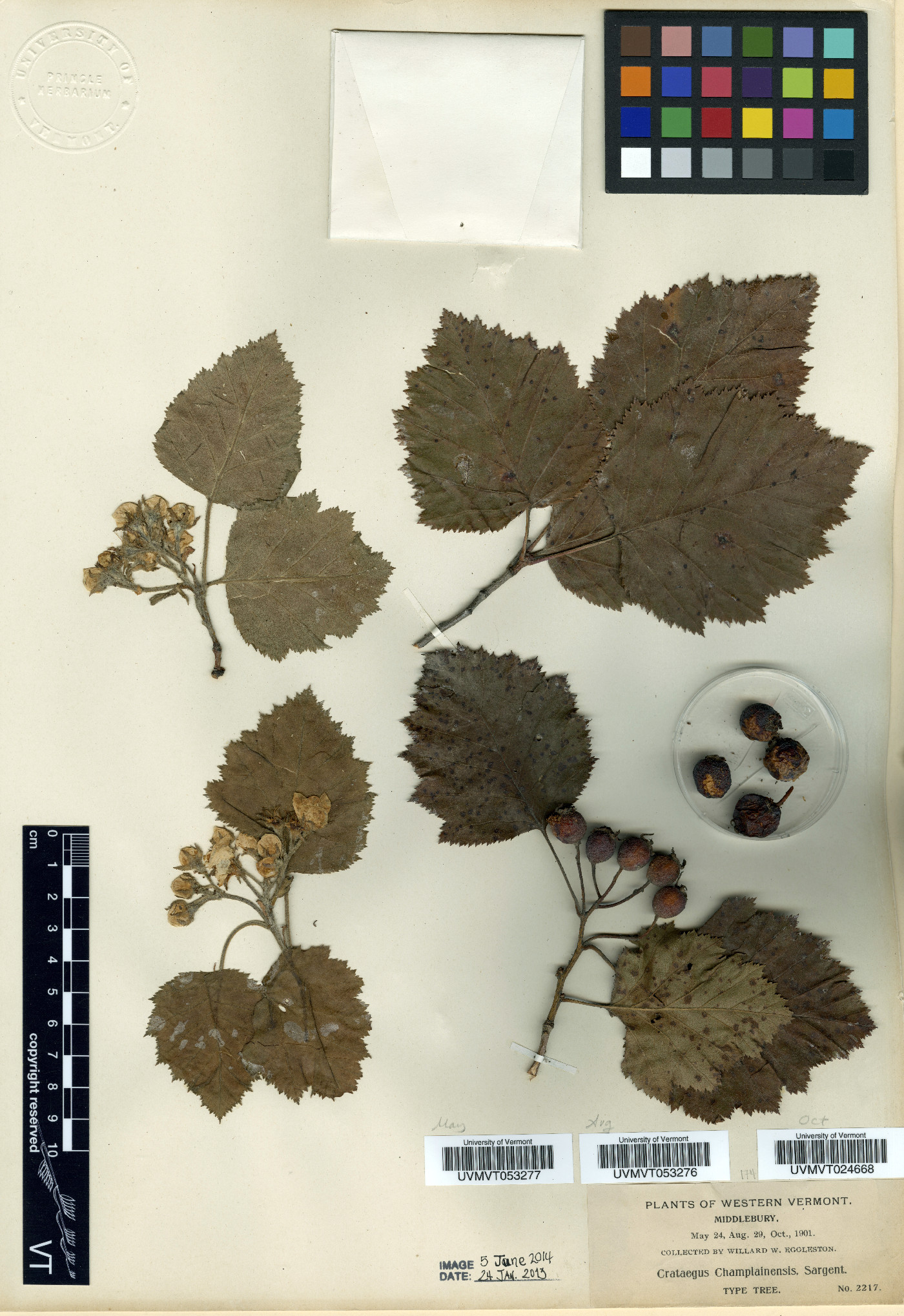 Crataegus champlainensis image