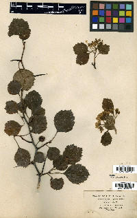 Crataegus jackii image