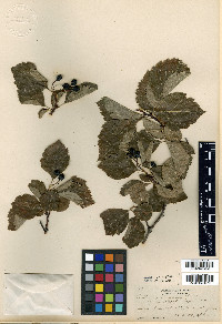 Crataegus douglasii image