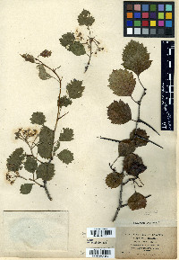 Crataegus coccinea image