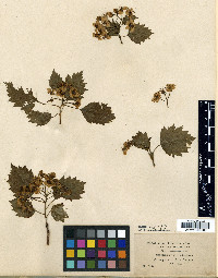 Crataegus densiflora image