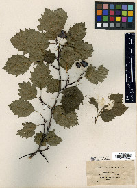 Crataegus densiflora image