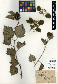 Crataegus formosa image