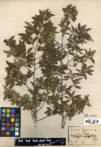 Neopringlea integrifolia image