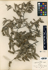 Neopringlea viscosa image