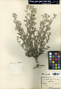 Turnera diffusa image