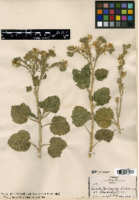 Eucnide floribunda image