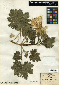 Eucnide grandiflora image