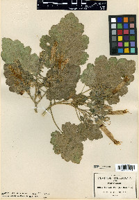 Eucnide hirta image
