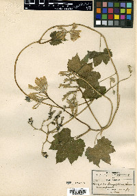 Gronovia longiflora image