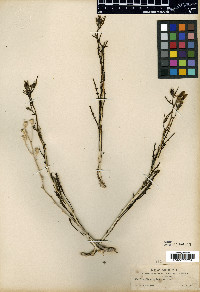 Mentzelia perennis image