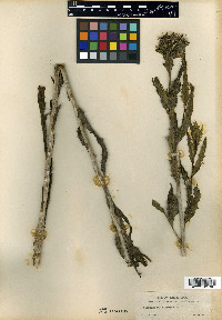 Mentzelia rusbyi image