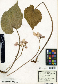 Begonia pudica image