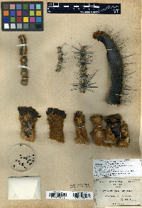 Pachycereus pringlei image