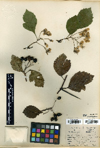 Crataegus laneyi image