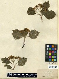 Crataegus laurentiana image