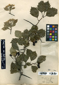 Crataegus laurentiana image
