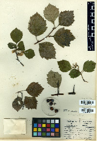 Crataegus macauleyae image