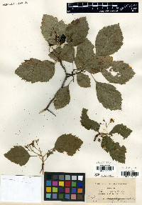Crataegus membranacea image