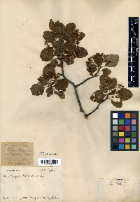 Crataegus palmeri image