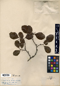Crataegus palmeri image