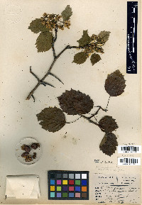 Crataegus pedicellata var. ellwangeriana image