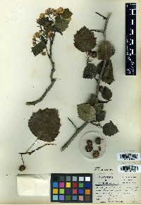 Crataegus pedicellata image
