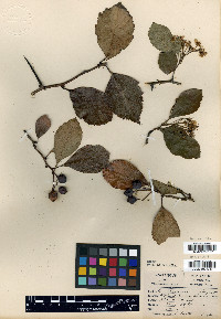 Crataegus persimilis image