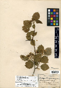 Crataegus coccinea image