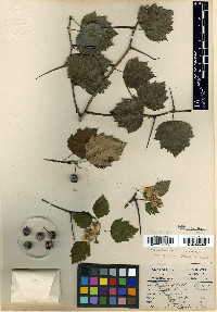 Crataegus leiophylla image