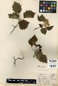 Crataegus roanensis image