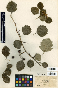 Crataegus suborbiculata image