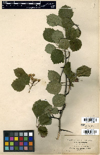 Crataegus suborbiculata image